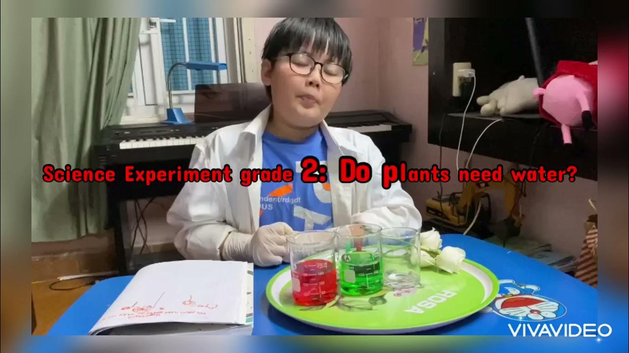 Science experiment grade 2 Do plants need water YouTube