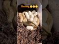 really shocking||| How the snake give eggs #shorts