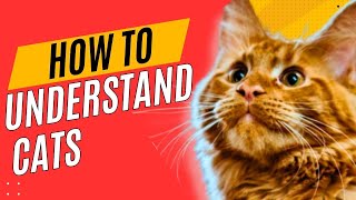Crack the Code: How to Understand Your Cat's Secret Language  / Cat World Academy by Cat World Academy 113 views 2 weeks ago 8 minutes, 31 seconds