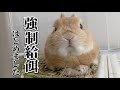 我が家のうさぎ 強制給餌始めました...