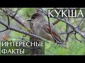 Кукша - интересные факты