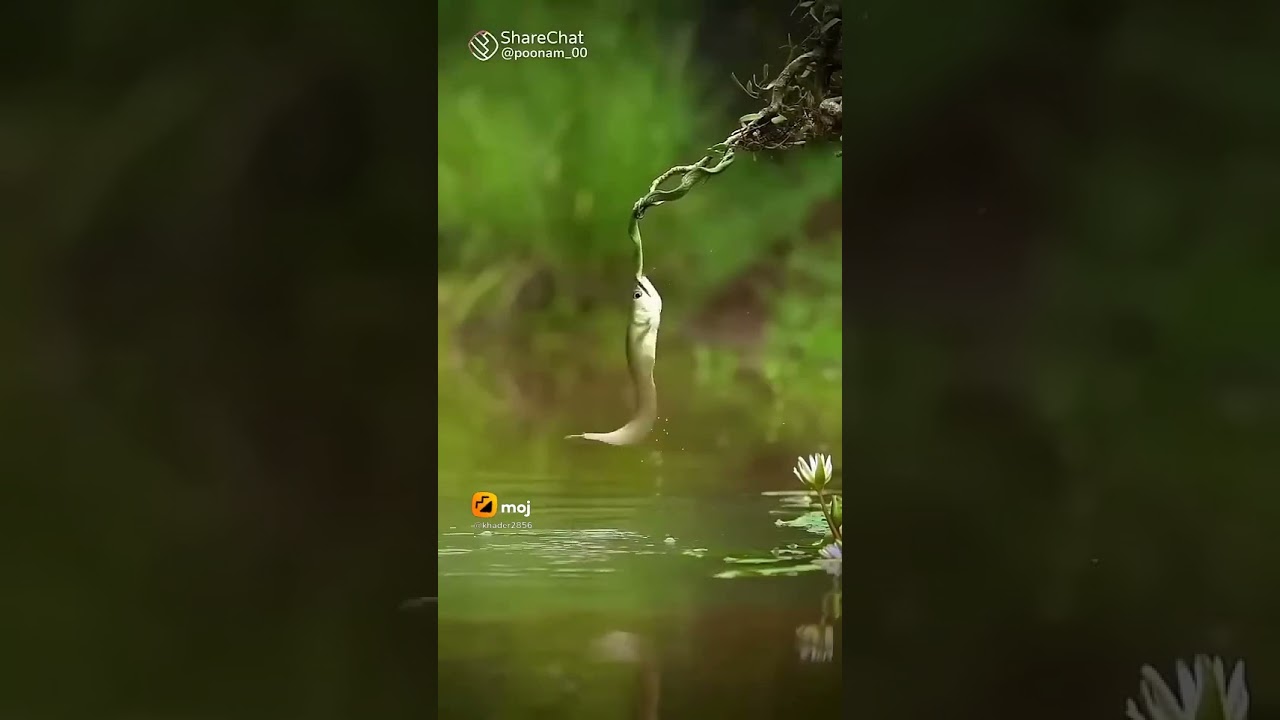 || butiful nectre ||