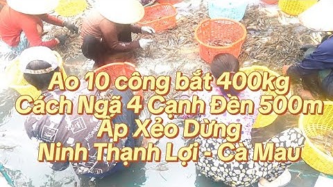 Ao 10 công bắt 400kg tôm càng Cách Ngã 4 Cạnh Đền 500m Ấp Xẻo Dừng - Xã Ninh Thạnh Lợi - Tỉnh Cà Mau