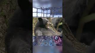 Bear Attack in Rust 🐻