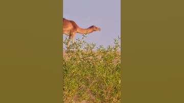 ان الله وملائكته يصلون على النبي   القارئ: عمر الدريويز