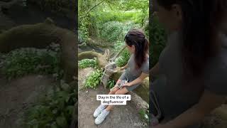 Day In The Life Of A Dogfluencer