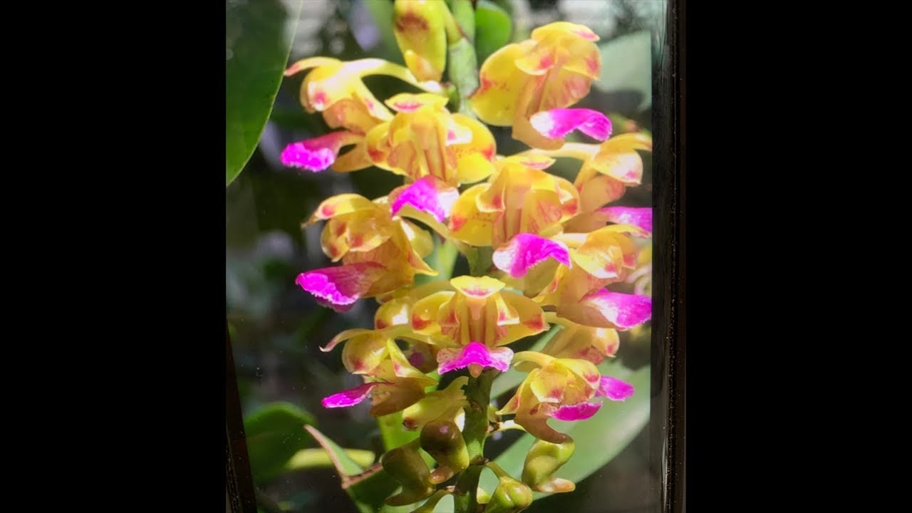 Lan Rừng Thu Hằng  đang phát trực tiếp! Toàn lan đẹp giá rẻ 0988.342085