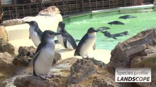 Species profile: Little penguins