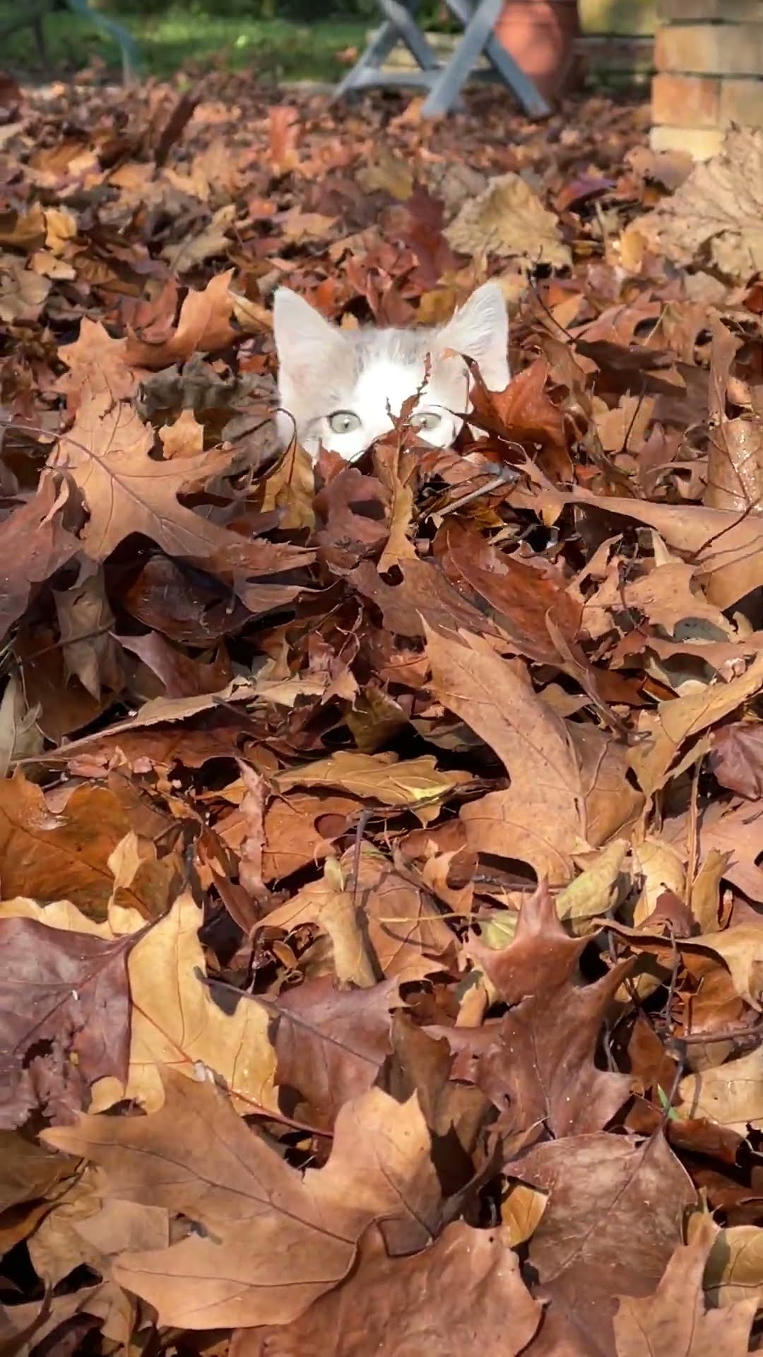 Kitten Pounces Through Autumn Leaves || ViralHog