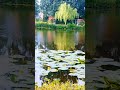 park in Germany #nature #birds #travel #duck #germany #lake
