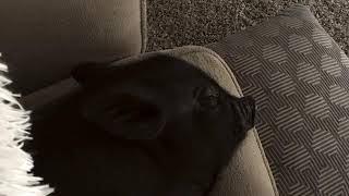 Help Ziggy get adopted!