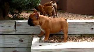 Roux on the MOVE screenshot 3