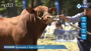 Dia de Buenos Negocios 2021 Raza Brangus Colorado