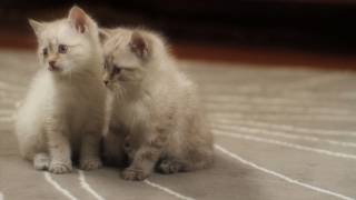 The Editor - Short Film - Corey Vidal