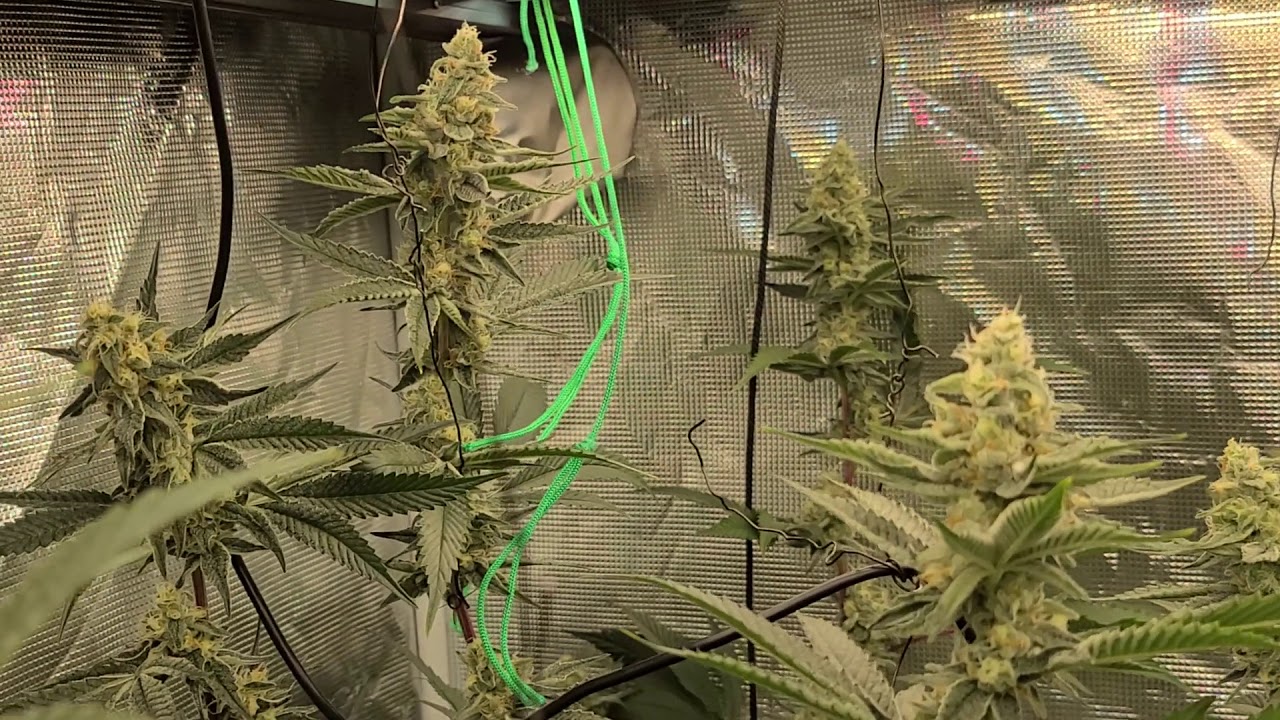 Welcome to my garden - Platinum Kush Breath Remix Day 39