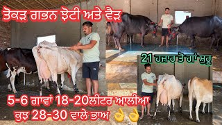 Harpal: 98035 35108/ 7 cows for sale/ 7-6-27/ vedio lye:70090-48628