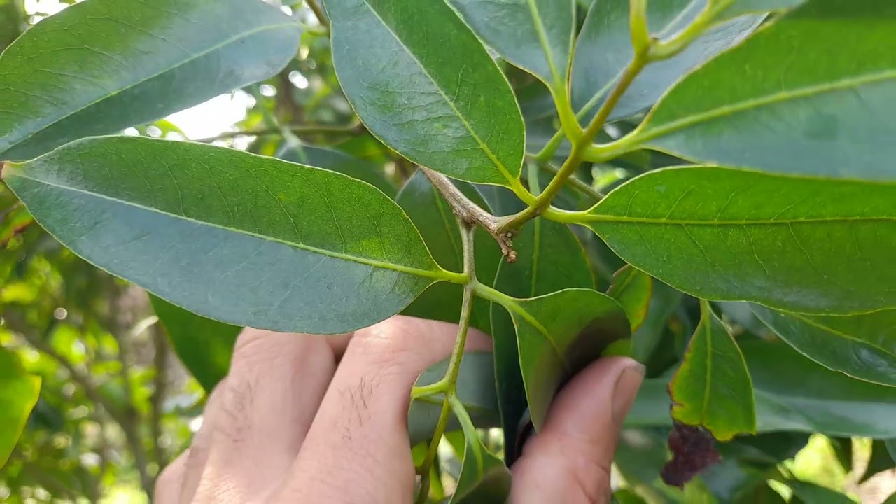 Kích cho lòi ra gì thì ra.