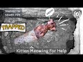 Rescue a Tiny Kitten from Sewer Line & Crying for Help | Badly Trapped