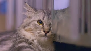 Membersihkan Mata Kucing Pemakaian Tissue Basah & Kering