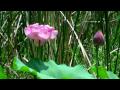 庄内緑地公園 ハスの花 の動画、YouTube動画。