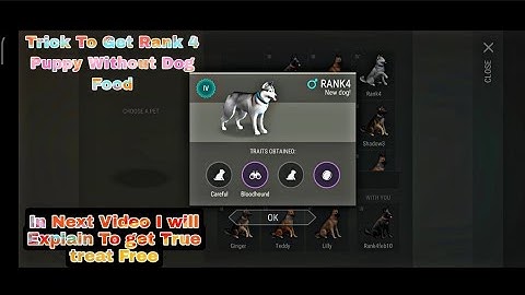 Puppy Trick / Trick To Get Rank 4 Puppy Last Day On Earth Survival