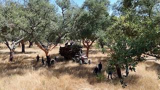 Από τα πώματα μπουκαλιών έως τους πυραύλους: Πώς η Πορτογαλία επανεφευρίσκει τον φελλό