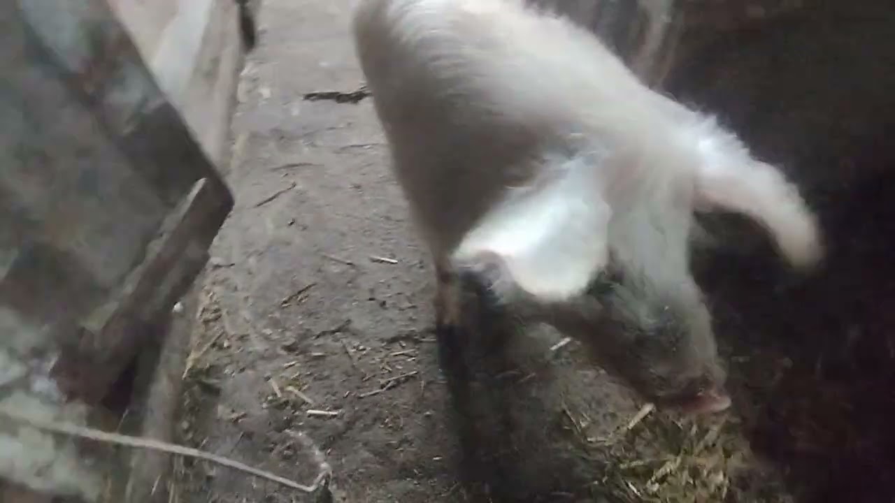 Чищу сарай,на улице мороз,поросятам неделя.