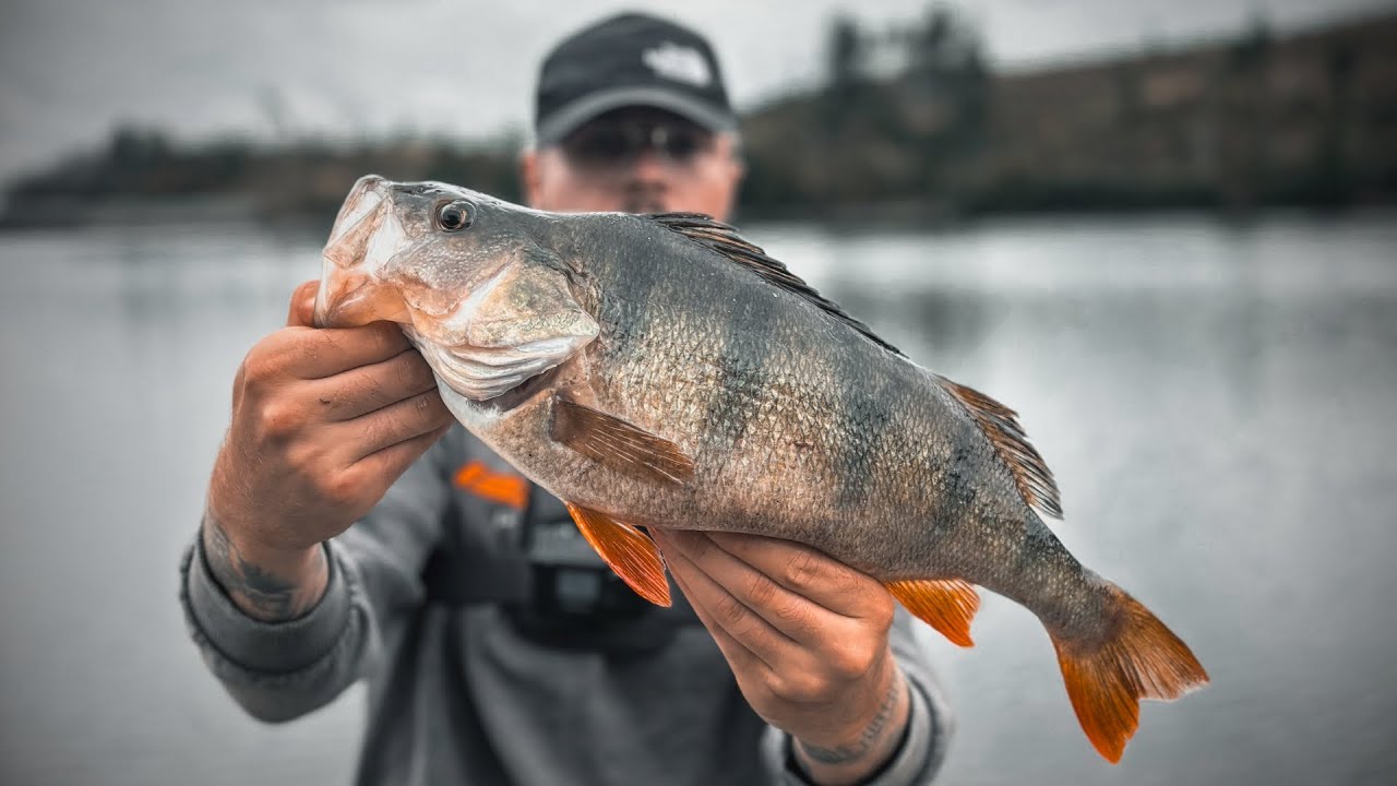 XXL Barsche an der TALSPERRE im Harz fangen