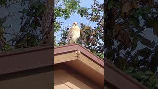 Majestic Hawk Takes Flight Powerful Bird Of Prey In Action shorts hawk mydragonfli