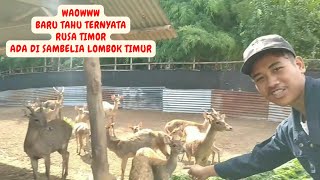 Penangkaran Rusa Timor (Cervus Timorensis) di Desa Tibu Borok Sambelia Lombok Timur