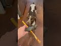 A smarter, safer way for dogs to enjoy bully sticks without the choking worry #Ad