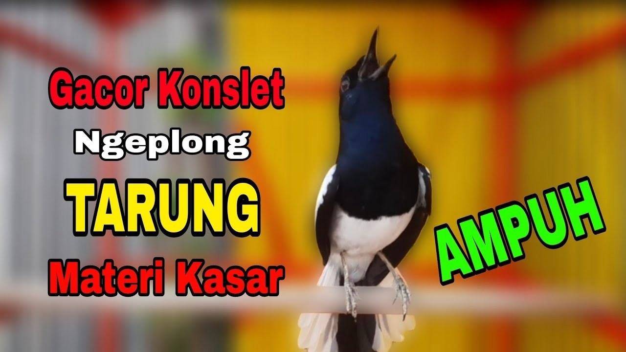 suara kacer gacor NGEPLONG tarung ini paling AMPUH buat PANCINGAN KACER agar EMOSI NYAUT