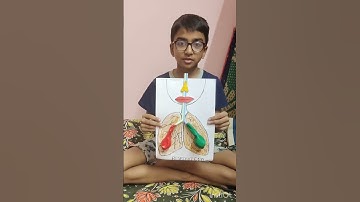 demonstration of human respiratory system through balloon lungs activity