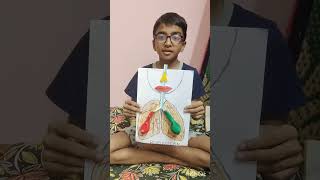 Demonstration Of Human Respiratory System Through Balloon Lungs Activity