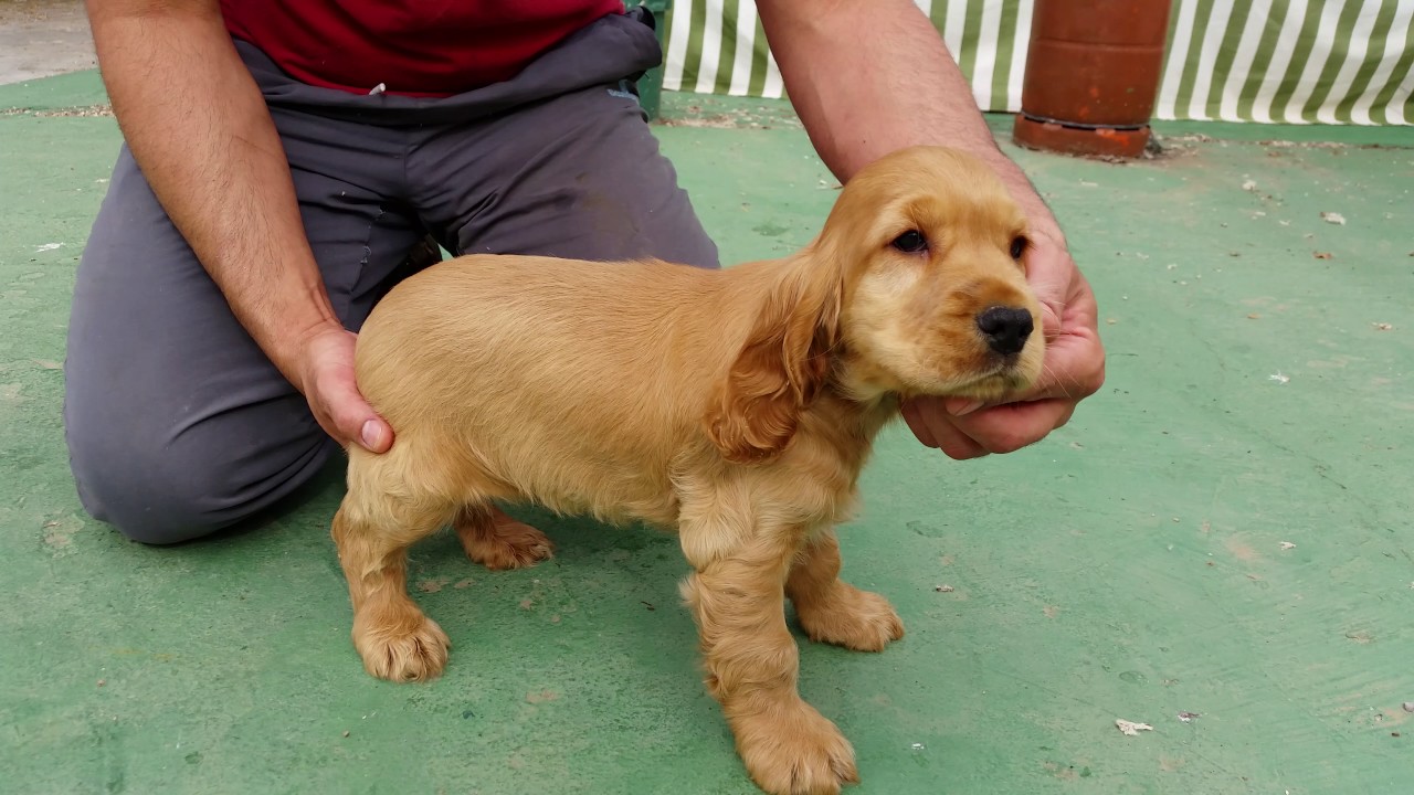 Macho Cocker Spaniel Ingles Dorado Youtube
