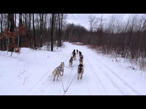 are seppala siberian sleddogs good guard dogs