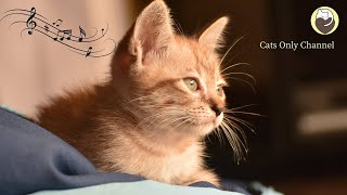 Harp Music \& Water Sounds for Cats - Relaxing Music, Sleep Music, Stress Relief