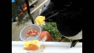 까치#참새와박새#나비(Magpie#Sparrow and Chickadee#Nabi)