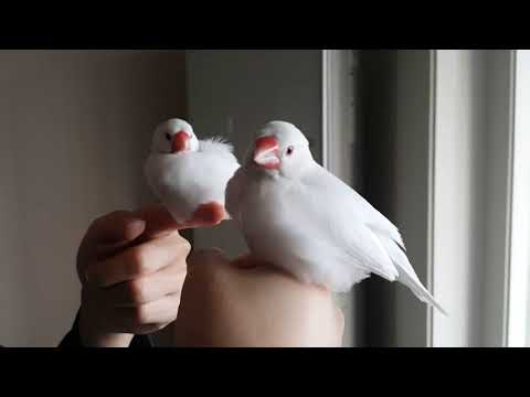 Birbs on finger