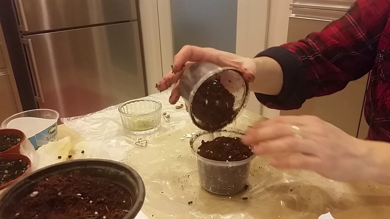 Yer bademi Kahve Elma Limon tohumu çimlendirme YouTube