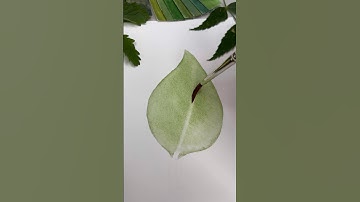 Painting a leaf #watercolorpainting #arttutorial #painting #realisticart #watercolorart #artvideo