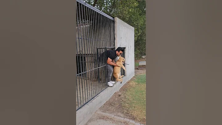 Dangerous Lion Cub in Angry Mood | Nouman Hassan |