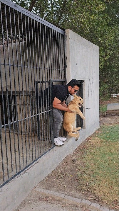 Dangerous Lion Cub in Angry Mood | Nouman Hassan |