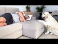 What Does a Golden Retriever do when He Finds His Owner Sleeping [Cutest Dog Reaction]