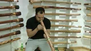 Barramundi At Spirit Gallery Sydney