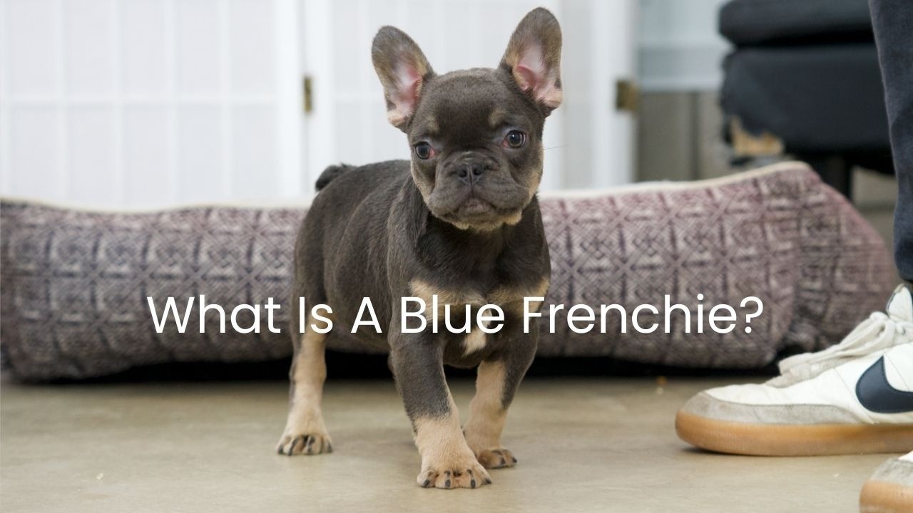 What Is A Blue French Bulldog?