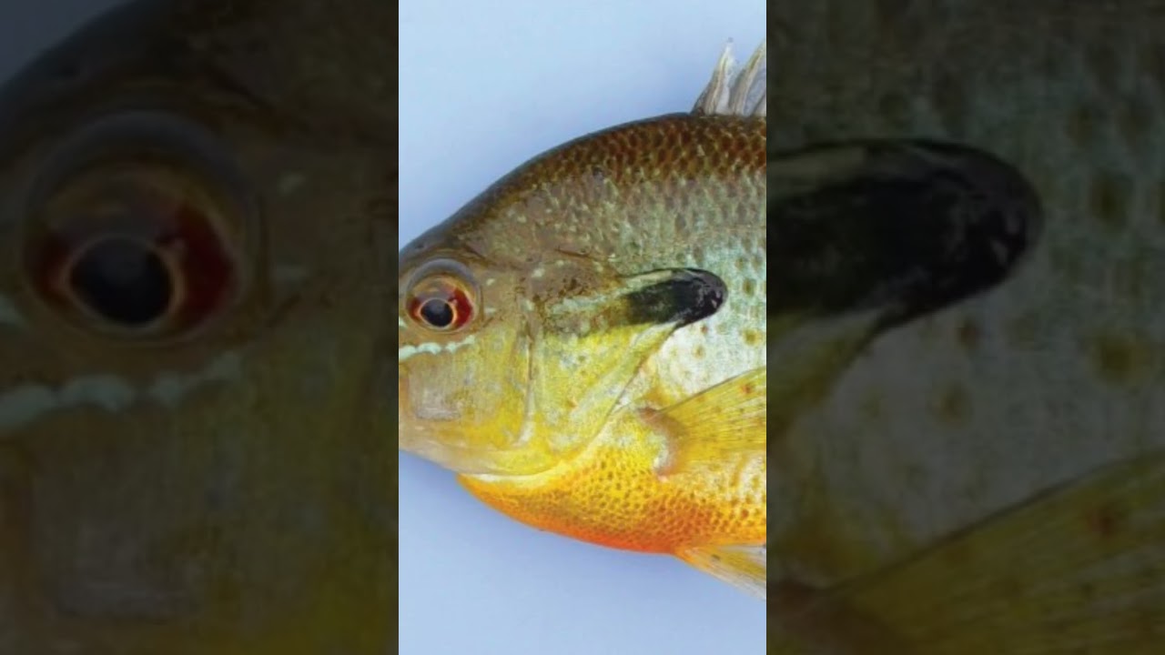 fr though the pike are apex