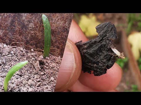 Video: Plantar semillas de lirios Gloriosa: consejos para cultivar lirios Gloriosa a partir de semillas