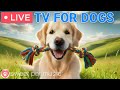 🔴24 Hours of Dog TV🎵🐶Calming Sleep Music for Your Dog🐾🩷Soothing Music for Dogs with Stress & Anxiety