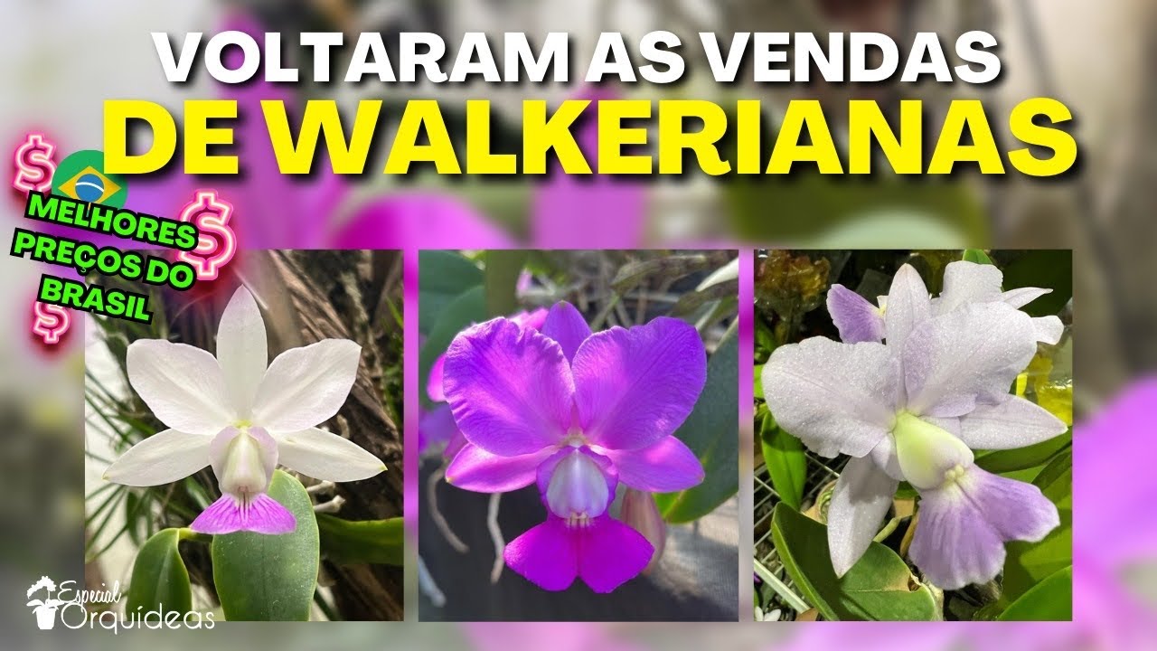 As melhores WALKERIANAS mais BONITAS e ENTOUCERADAS estão neste vídeo preços ótimos !!